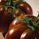 Vela THE MAX — Tomato Vines